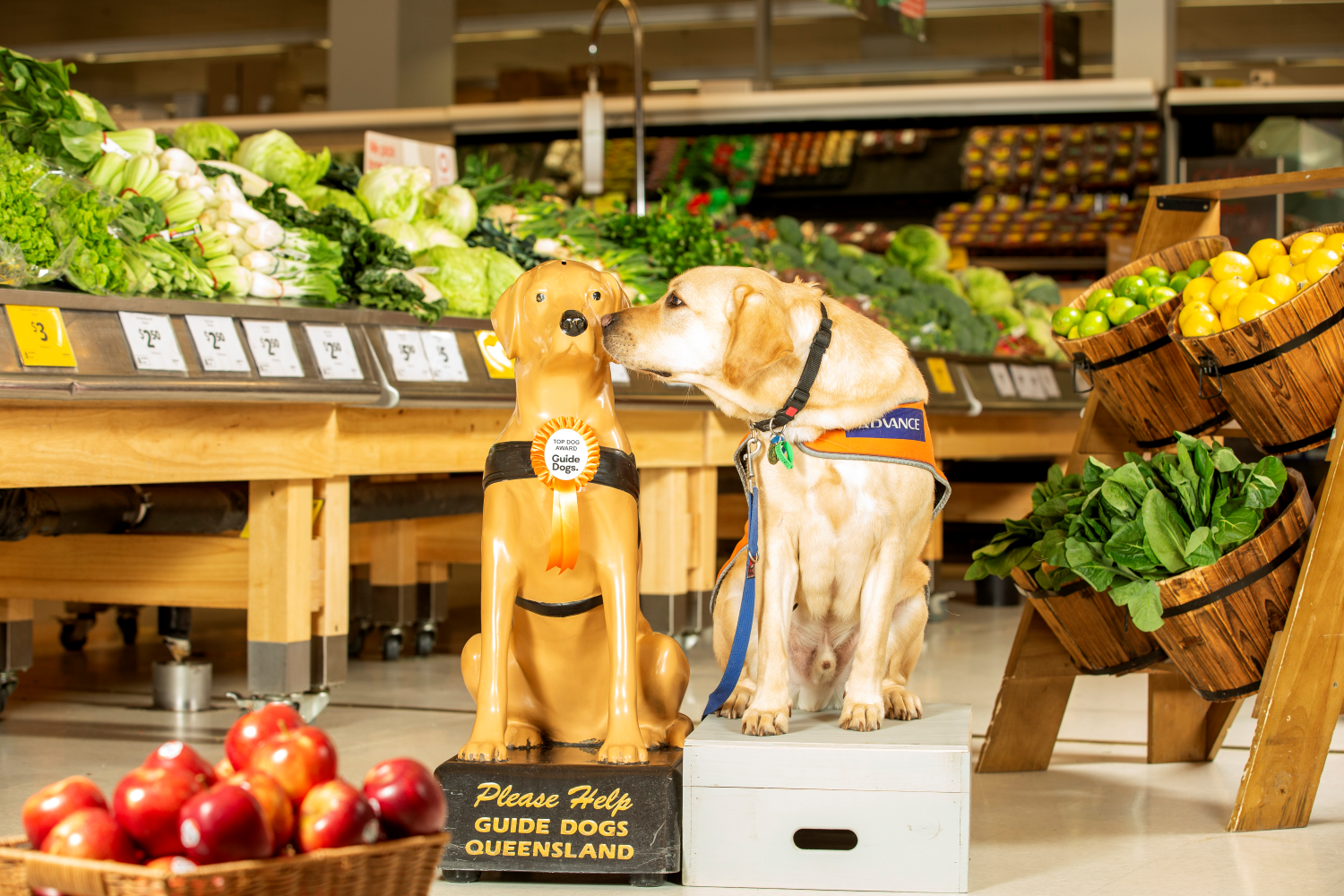 Guide Dogs Trainee Support Dog Yaden thanks one of Australia’s ‘Top Dogs’ at Coles Miami, Queensland